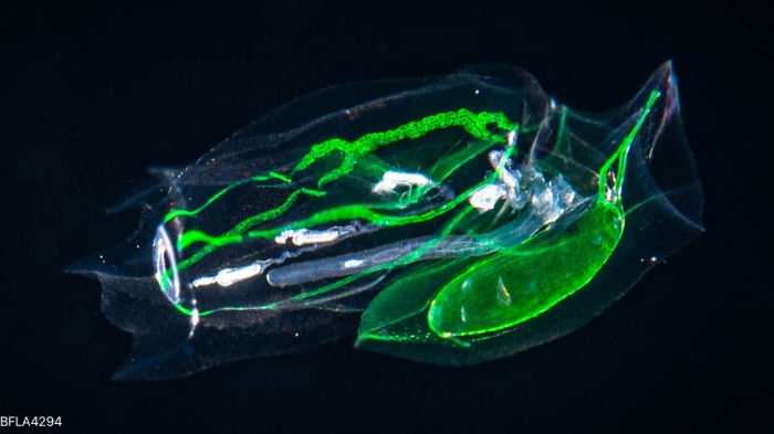 Ceratocymba leuckartii - eudoxid stage 