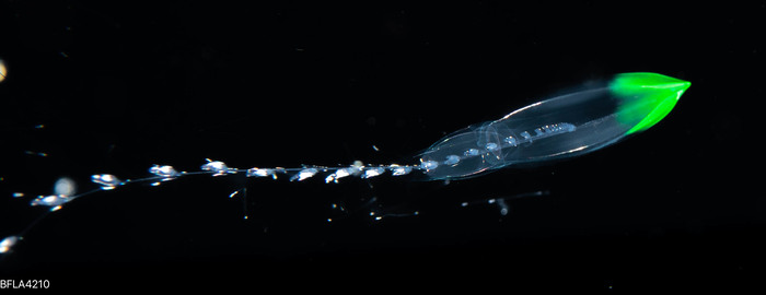 Diphyes bojani - polygastric colony