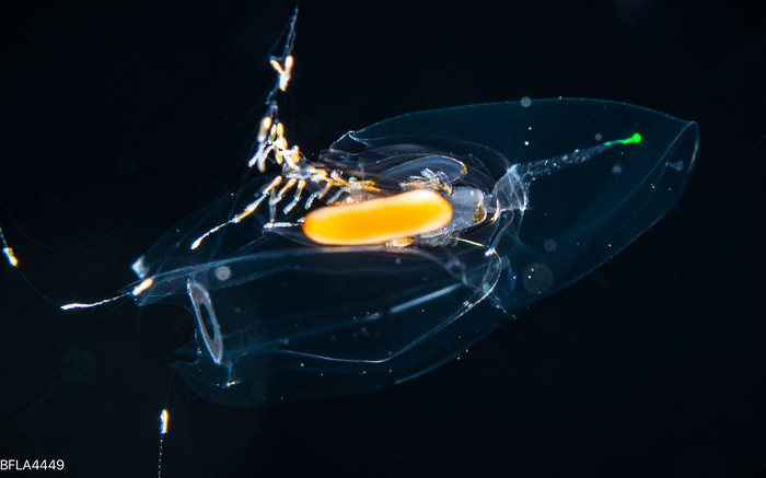 Diphyes dispar - eudoxid stage