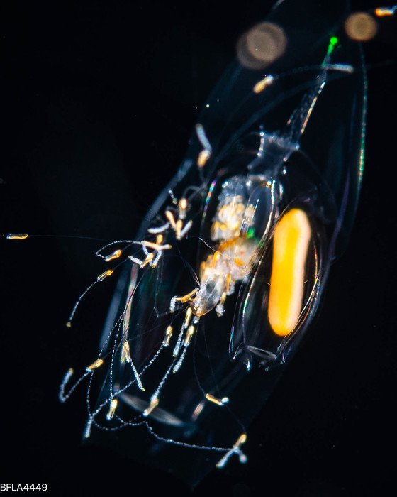 Diphyes dispar - eudoxid stage