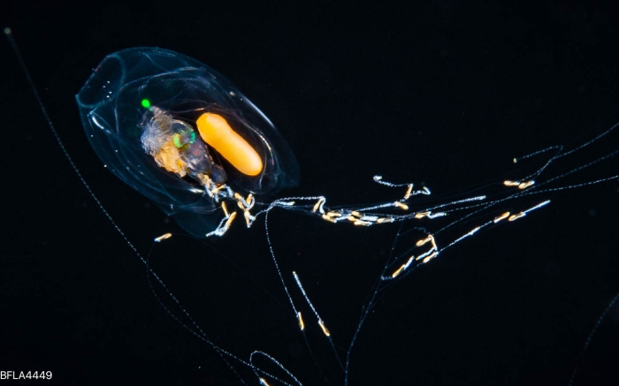 Diphyes dispar - eudoxid stage