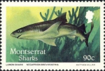 Carcharhiniformes