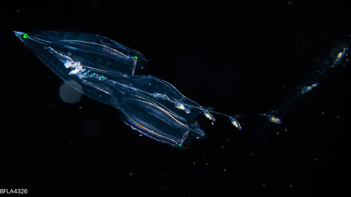 Diphyes dispar - polygastric colony