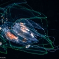 Agalma okenii  post-larva