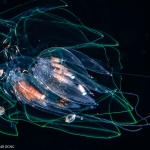 Agalma okenii  post-larva