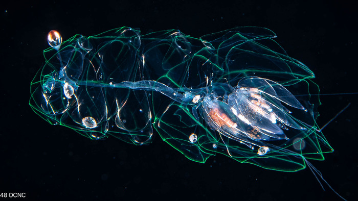 Agalma okenii  post-larva