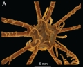Comactinia auxiliadorae