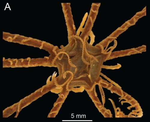 Comactinia auxiliadorae