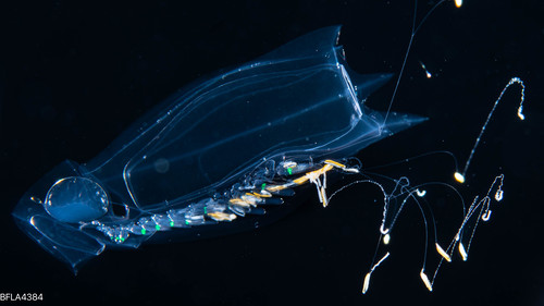 Abylopsis tetragona - polygastric colony