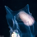 Abylopsis tetragona - polygastric colony