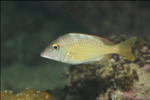 Lethrinus haematopterus
