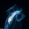 Abyla trigona - polygastric colony
