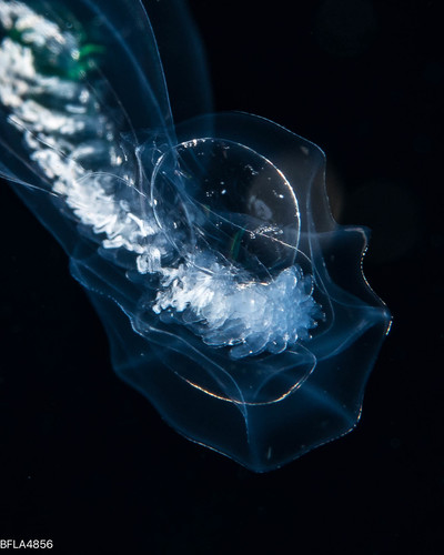 Abyla trigona - polygastric colony