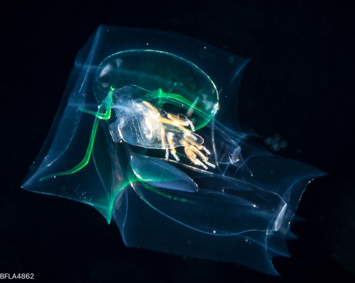 Abyla trigona - eudoxid stage