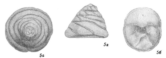 Polytaxis limata Dain, 1958