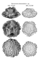 Semiometra alveoradiata, author: Saulsbury JG, Baumiller TK,Sprinkle JT (2025)