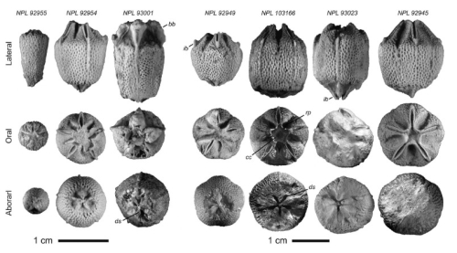 Castaneametra hodgesi