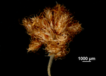 Inflorescence of Scirpoides burkei US02076382 South Africa