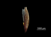 Glume of Scleria acanthocarpa US02238433 Brazil, author: Marco Rosado, Nuria