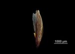 Glume of Scleria acanthocarpa US02238433 Brazil