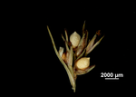 Inflorescence of Scleria anceps US02237770 Honduras