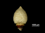 Inflorescence of Scleria anceps US02237770 Honduras