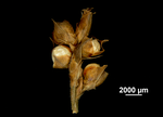 Inflorescence of Scleria chlorantha US00962778 Cuba