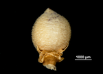 Nutlet of Scleria martii US02098587 Peru