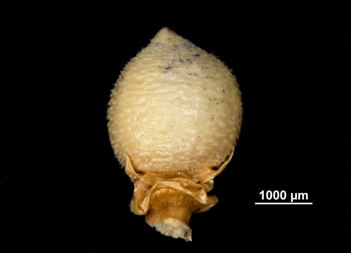 Nutlet of Scleria martii US02098587 Peru