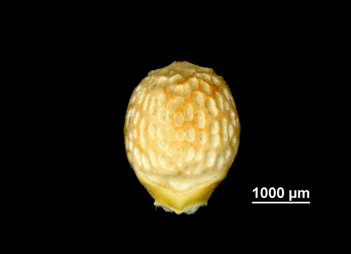 Nutlet of Scleria mikawana US02099469 Japan