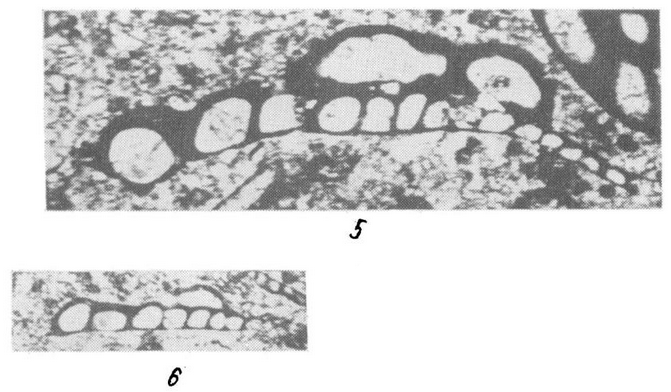 Palaeonubecularia catenaeformis Malakhova, 1980