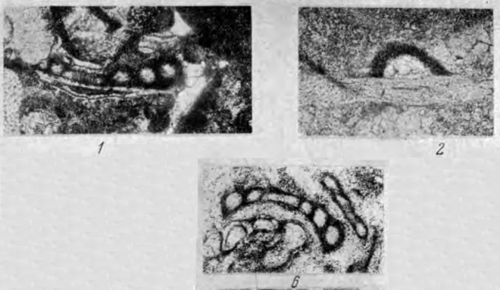 Palaeonubecularia uniserialis Reitlinger, 1950