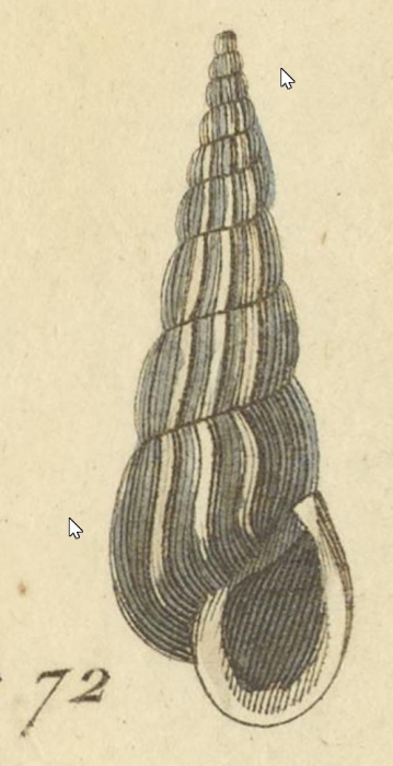 Turbonilla costulata, original figure in Risso (1826, pl. 5 fig. 72)