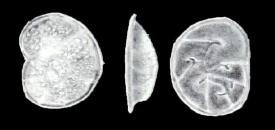 Milesina (?) arubaensis McCulloch, 1981