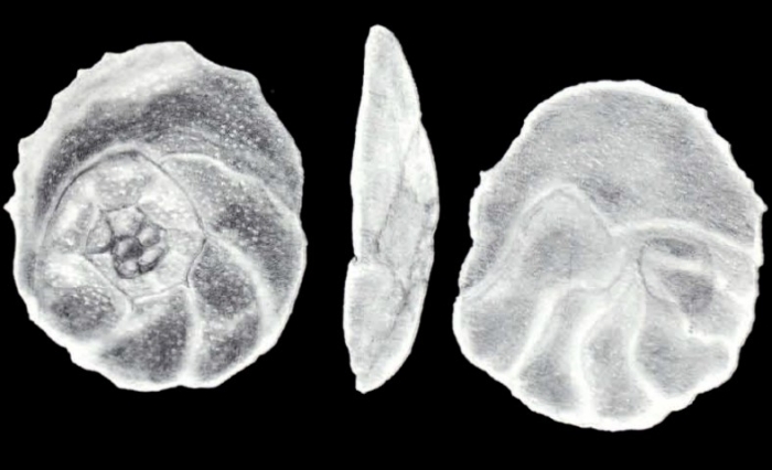 Neoconorbina (?) insolita McCulloch, 1981