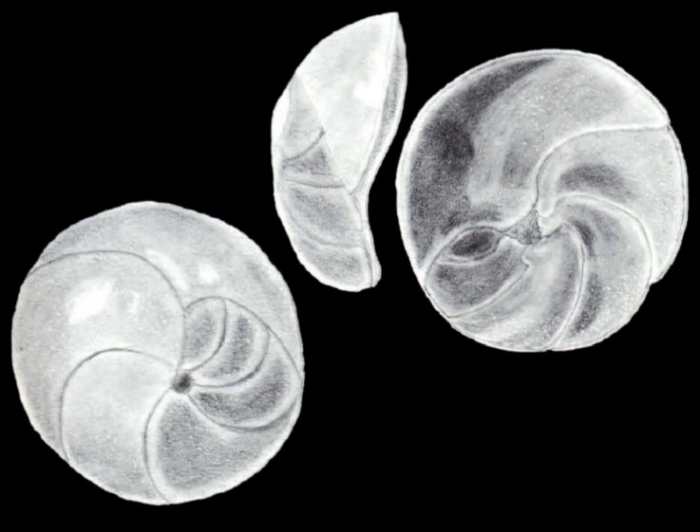 Neoconorbina (?) fiorei McCulloch, 1981