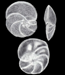 Discorbinella limpida McCulloch, 1981