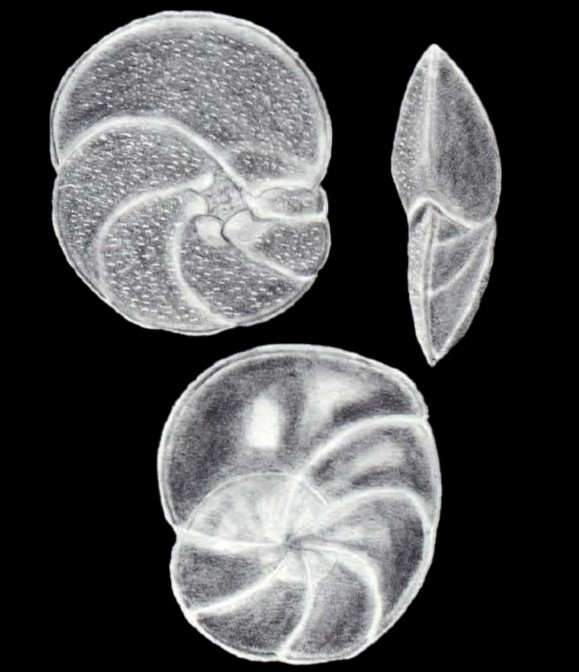 Discorbinella limpida McCulloch, 1981