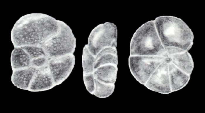 Cibicides (?) margaritaensis McCulloch, 1981