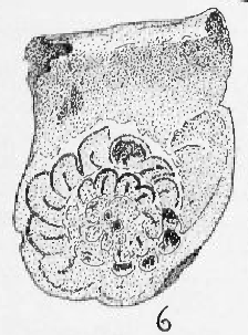 Plummerinella complexa Cushman &amp; Waters, 1928