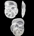 Discorbinella singularis McCulloch, 1981
