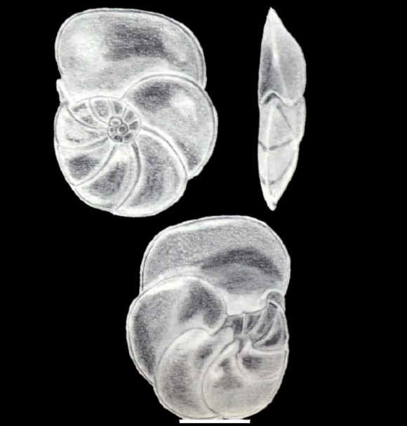 Discorbinella singularis McCulloch, 1981