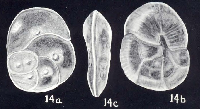 Metaheronallenia osburni McCulloch, 1981