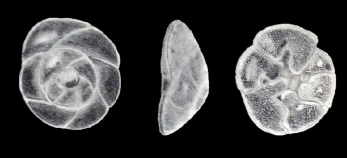 Reinholdella (?) ruthae McCulloch, 1981