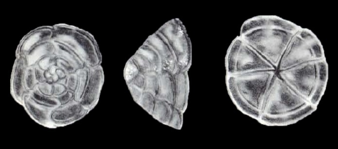 Fastigiella (?) discors McCulloch, 1981