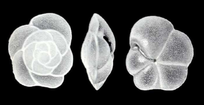 Eponides antillariformis McCulloch, 1981