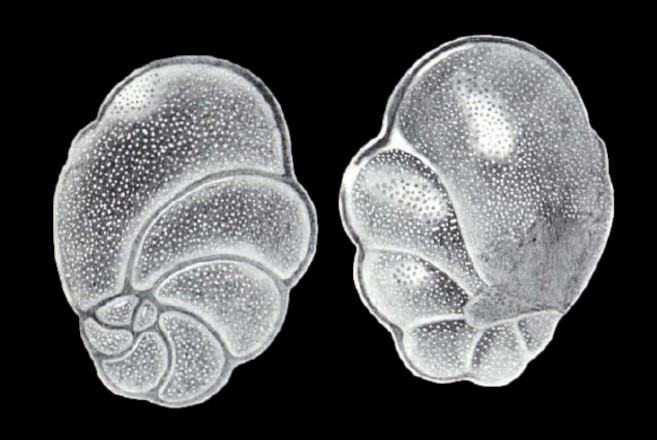 Cancris morrisae McCulloch, 1981