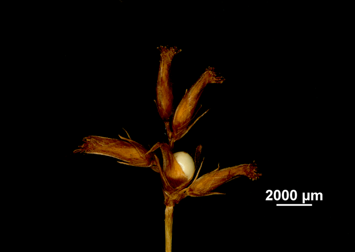 Inflorescence of Scleria neogranatensis US02099183 Brazil