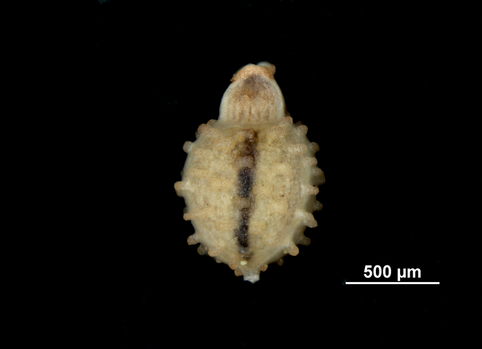 Nutlet of Scleria pantadenia US04172264 Tanzania