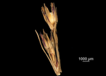 Inflorescence of Scleria parvula US02100024 Senegal